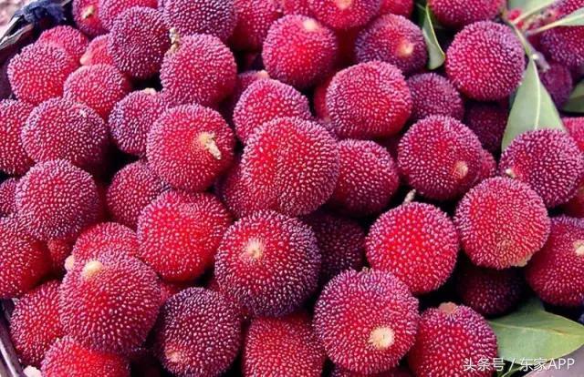 第一批杨梅即将上市,酿杨梅酒用什么品种的杨梅