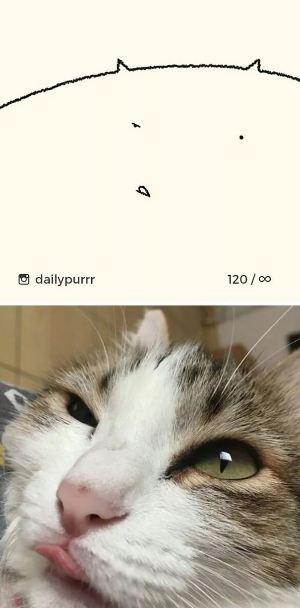 关于猫的肖像画,猫各种形态的影子画