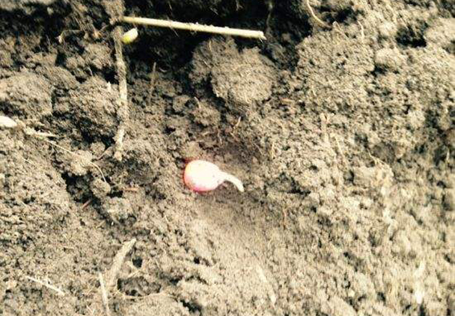 玉米移栽后长期阴雨怎么办,玉米播种后出芽遇旱天能坚持几天