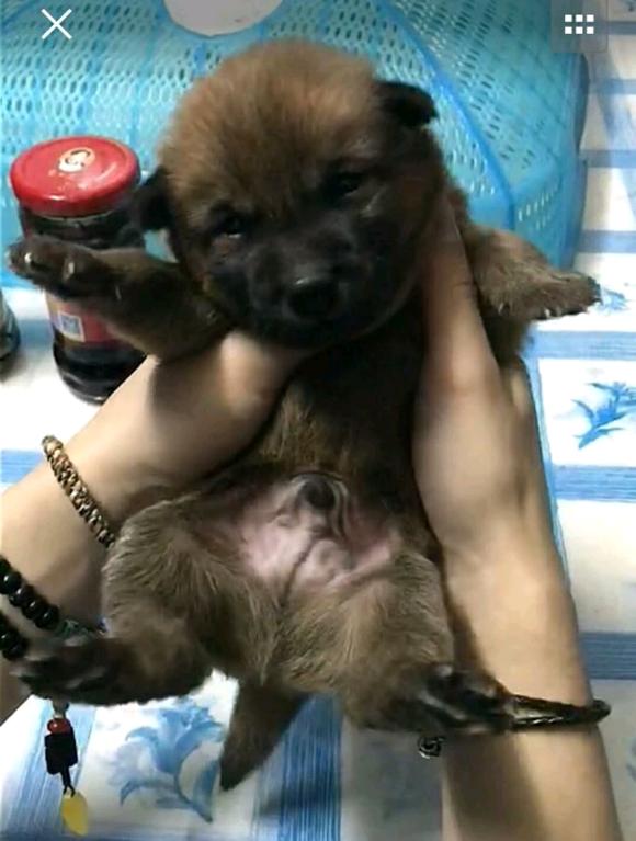 主人被自己的狗咬了应该怎么办,自家狗咬到人了怎么办