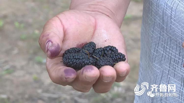 桑葚色掉色,桑葚掉色是什么颜色