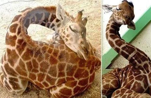 长颈鹿睡姿那么销魂,长颈鹿的睡姿