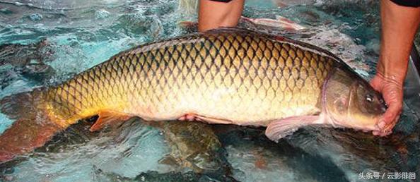 嘉兴特产狗不理包子,天津的特产为啥叫狗不理包