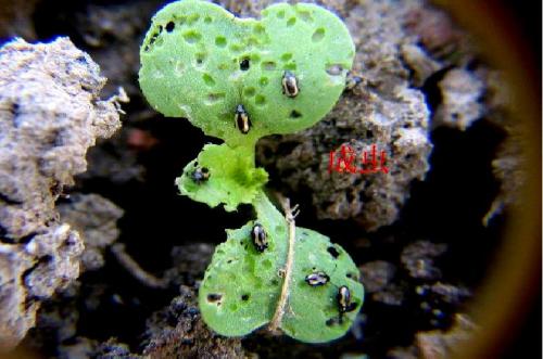 黄曲条跳甲与蚜虫有捕食关系吗,蔬菜跳甲害虫的防治方法农技学堂