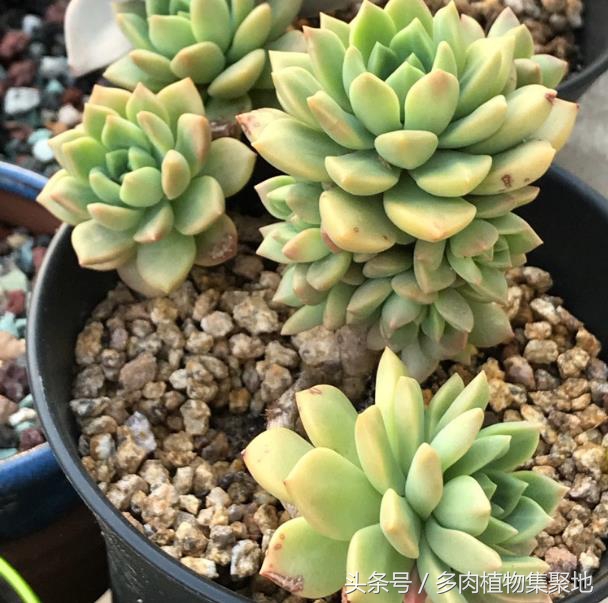 多肉植物为什么一晒就死,多肉夏天腐黑怎么处理