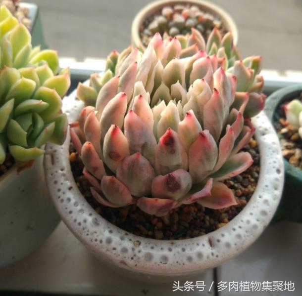 多肉植物为什么一晒就死,多肉夏天腐黑怎么处理