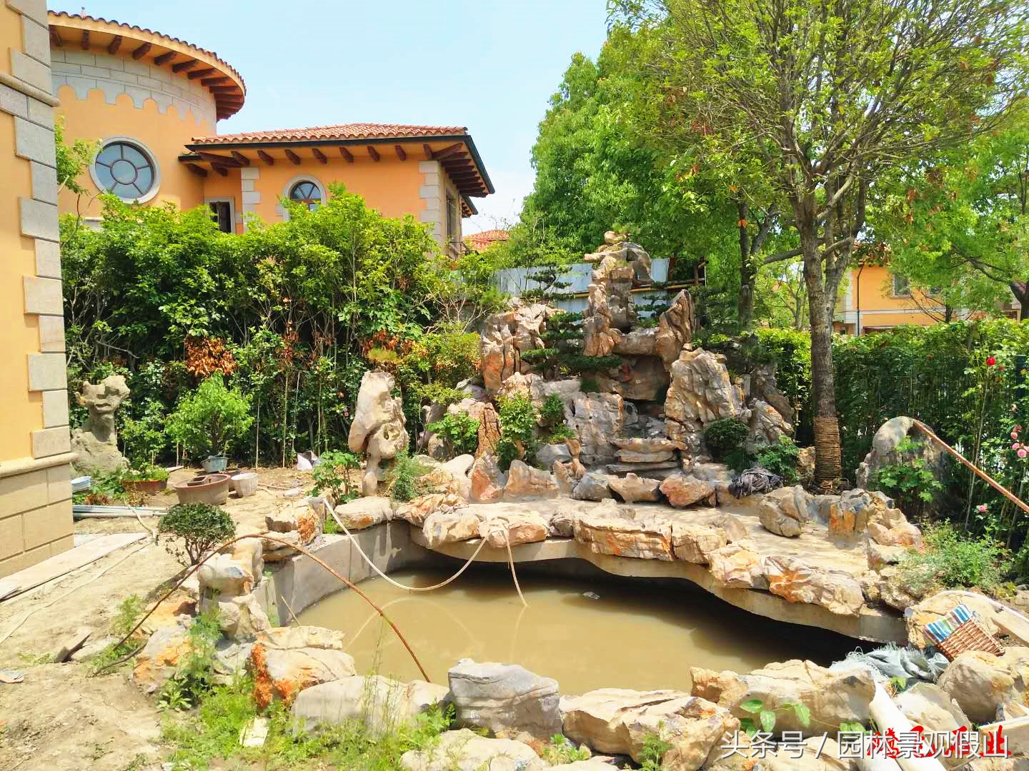 多肉滴水观音养殖方法,滴水观音盆景养殖方法