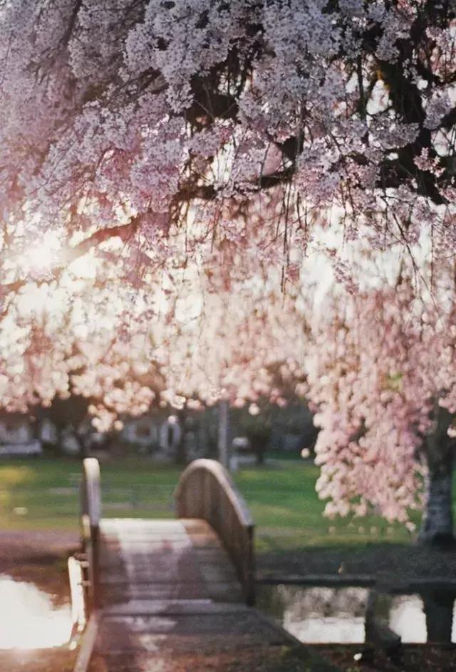 古人喜欢借花喻情,古人借花抒情