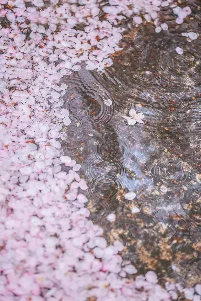 古人喜欢借花喻情,古人借花抒情