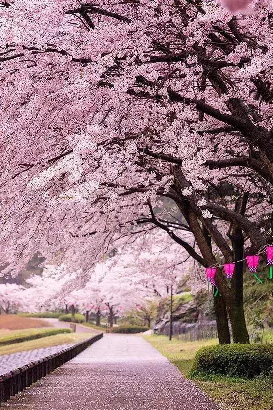 古人喜欢借花喻情,古人借花抒情