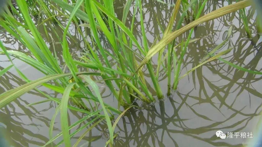 水稻赤枯病症状表现,水稻赤枯病防治