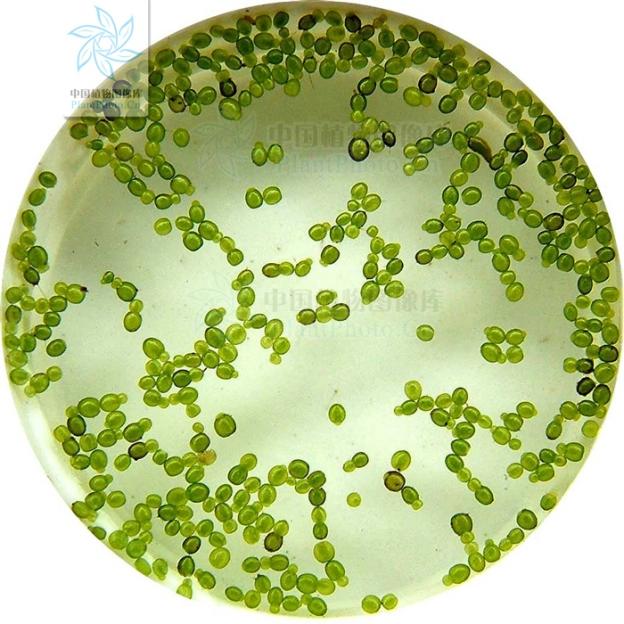 创下三项吉尼斯纪录,创下三项世界纪录的人