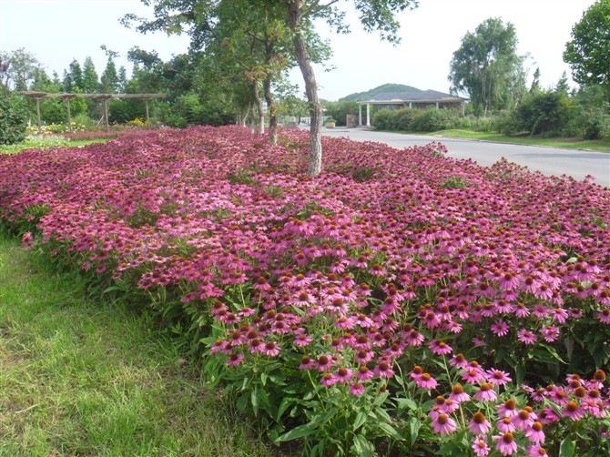 园林工程造价全套视频教程,园林工程预算及造价清单