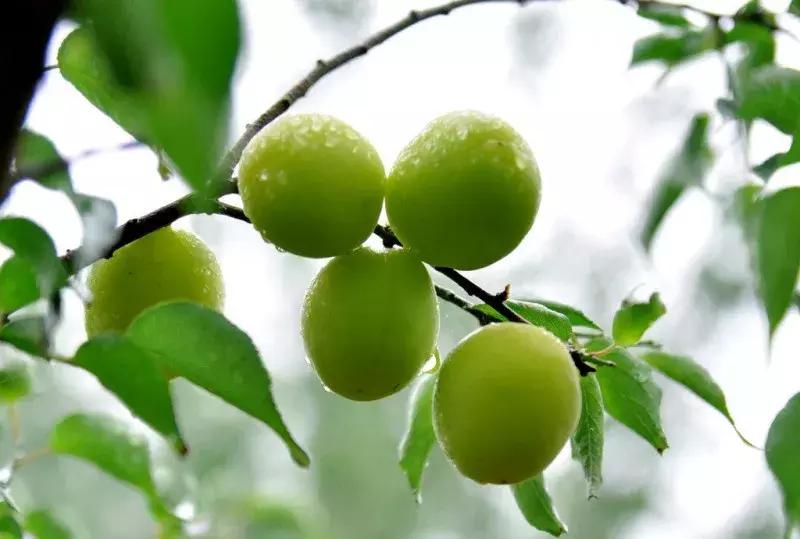 青梅的诗句古诗,青梅古诗其二