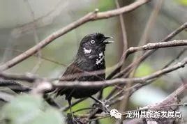 来上犹我养你高清图片,来武平我养你