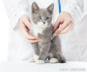 猫咪先吐没消化完的东西又吐黄水,猫咪不吃东西还吐黄水要吃什么药