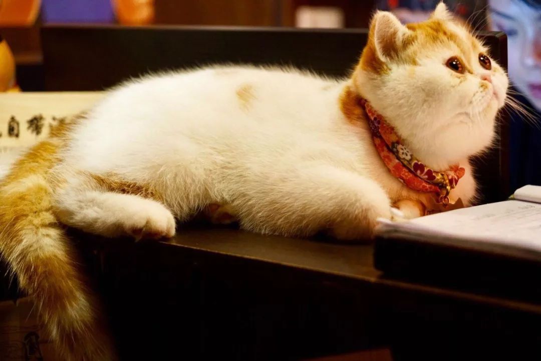 上井慌了！道田坐不住了！观音桥料理传说，凌晨2点还在叫号！