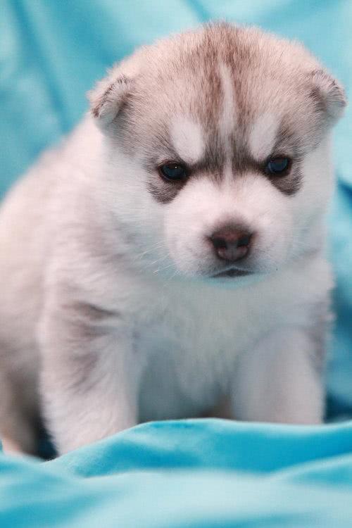 狗狗每年都要打狂犬疫苗吗,狗打疫苗事件