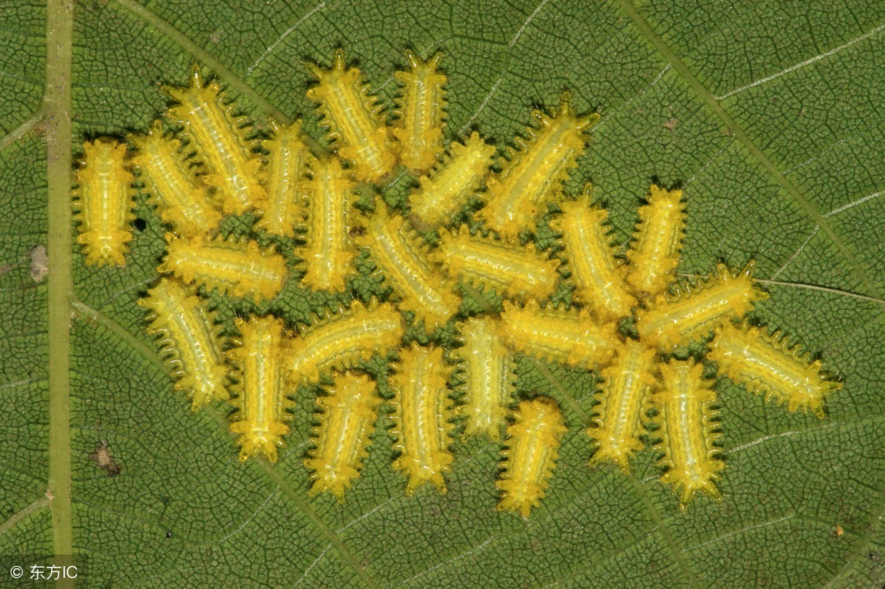 梨树常见的虫害有几种,梨树常见虫害和防治