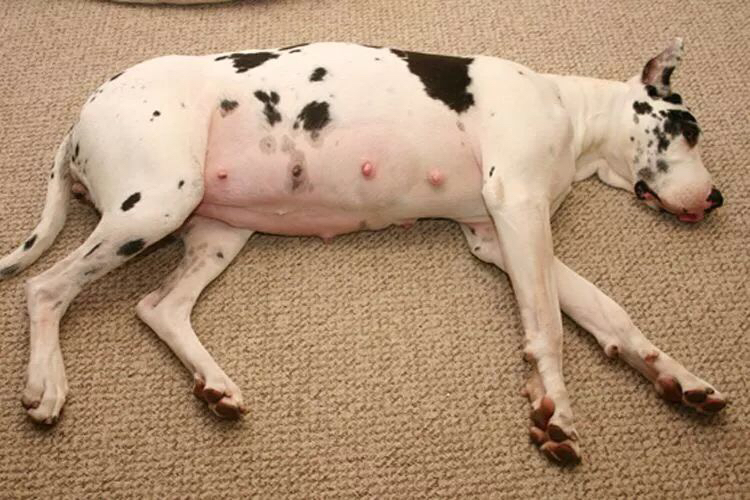 怀孕母狗能体内驱虫吗,怀孕母狗能驱虫吗