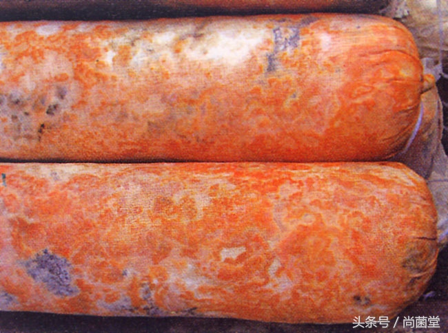 菇农注意菌袋这种“病”，处理不当颗粒无收！