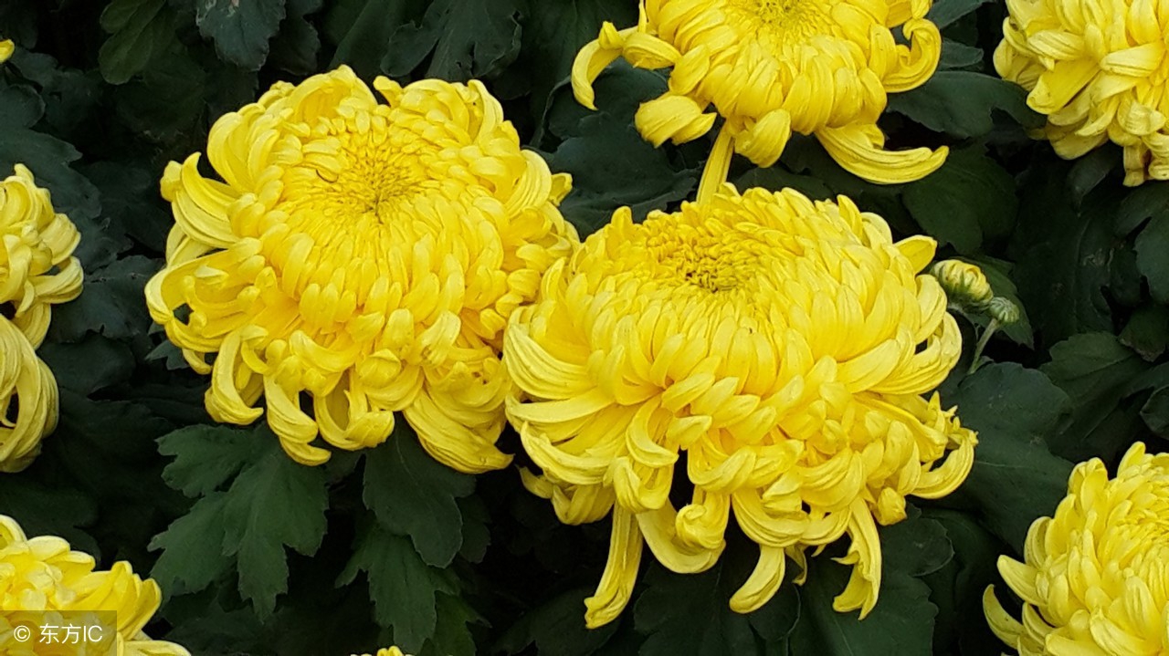 肝火旺盛怎么调理去肝火中药处方,肝火旺盛常喝这三种降火茶