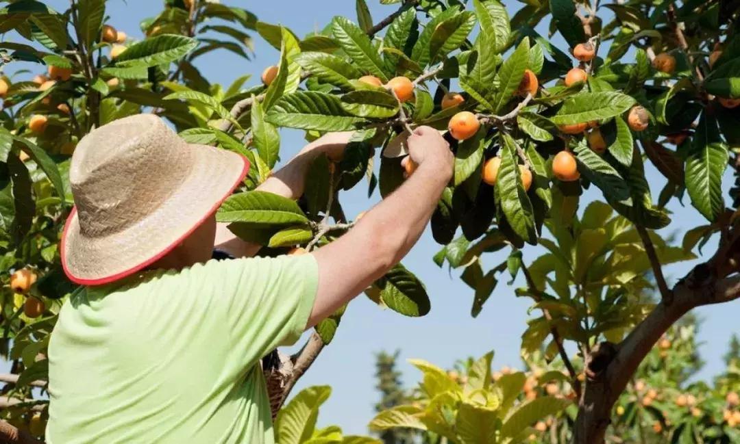 枇杷采摘季,一起去尝尝初夏的味道