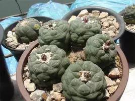 注意！部分“海淘”多肉植物可令人产生幻觉、精神混乱