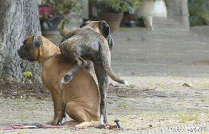 养狗怎样解决大小便的问题,养狗都是怎么解决狗狗大小便