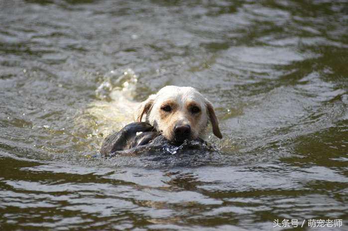 养狗怎样解决大小便的问题,养狗都是怎么解决狗狗大小便
