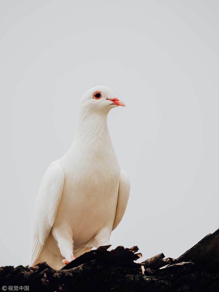 养鸽子对风水有好处吗,回民养鸽子的好处