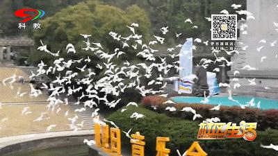 养鸽子对风水有好处吗,回民养鸽子的好处