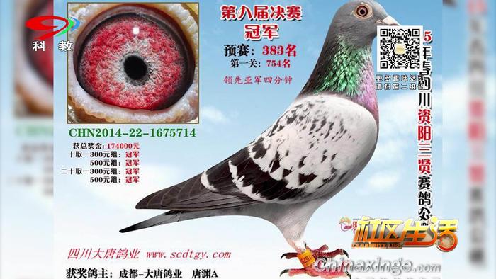 养鸽子对风水有好处吗,回民养鸽子的好处