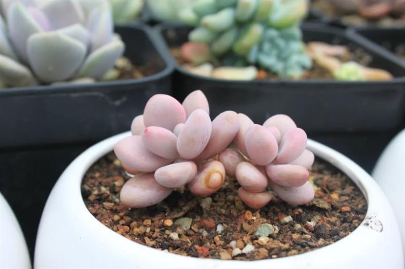 多肉桃蛋怎么快速上色,多肉桃蛋怎么叶插100%成活