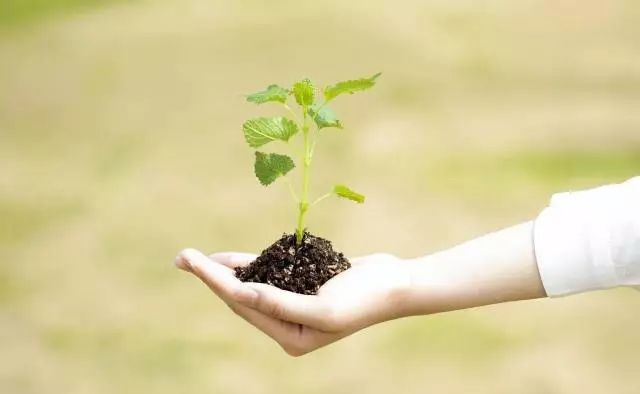 种子发芽操作的注意事项,育苗小技巧