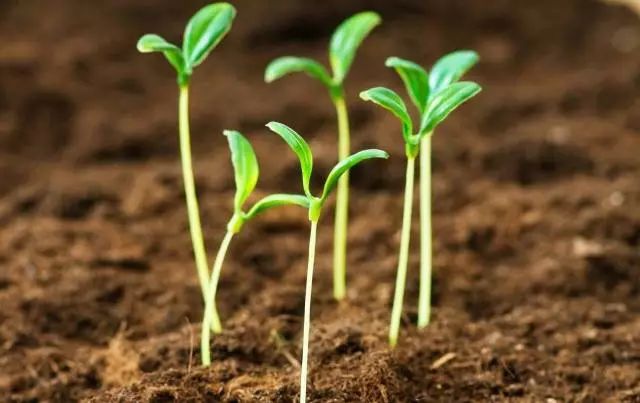 种子发芽操作的注意事项,育苗小技巧