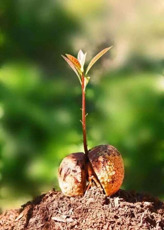 种子发芽操作的注意事项,育苗小技巧