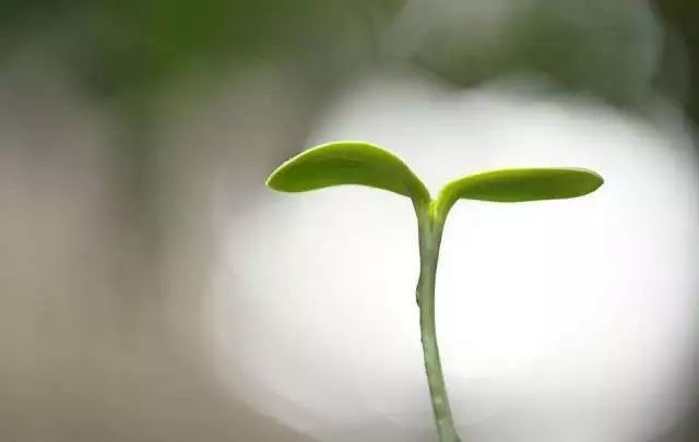 种子发芽操作的注意事项,育苗小技巧