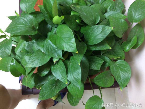 关于绿萝的养殖方法和注意事项,绿萝的养殖方法和注意事项大全