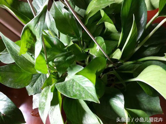 关于绿萝的养殖方法和注意事项,绿萝的养殖方法和注意事项大全