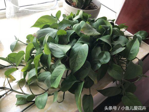 关于绿萝的养殖方法和注意事项,绿萝的养殖方法和注意事项大全