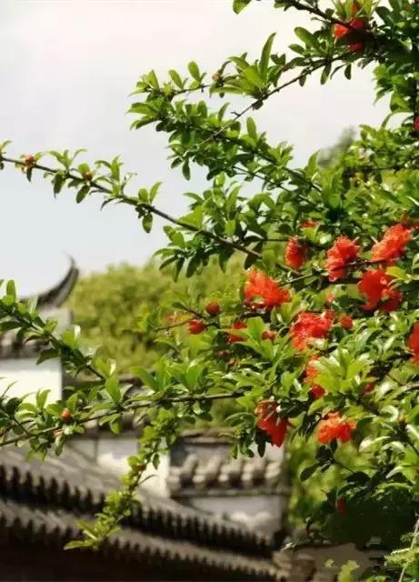 五月石榴花开正当时,五月景色石榴花开图片