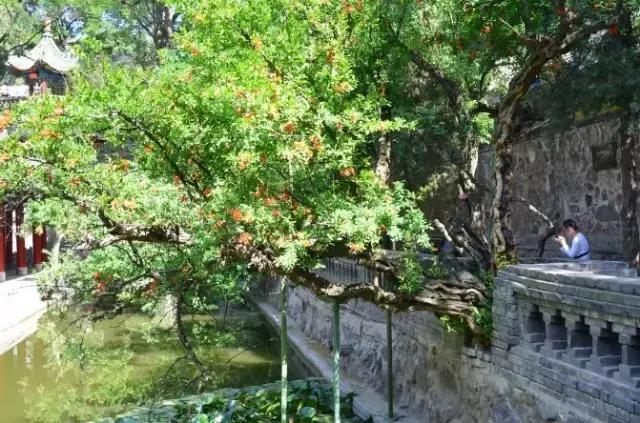 五月石榴花开正当时,五月景色石榴花开图片