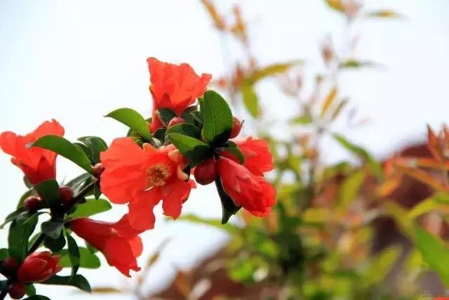 五月石榴花开正当时,五月景色石榴花开图片