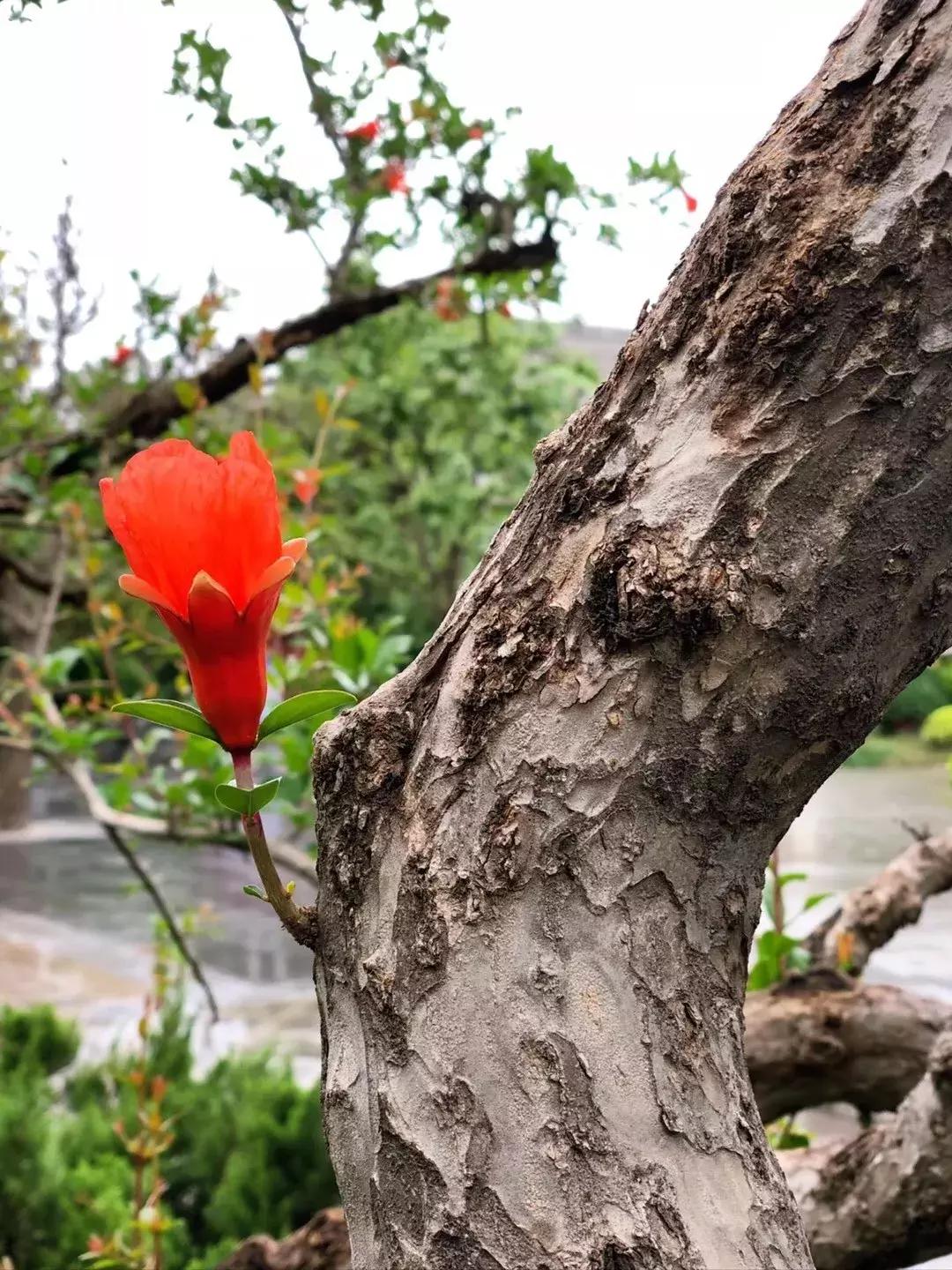 五月石榴花开正当时,五月景色石榴花开图片