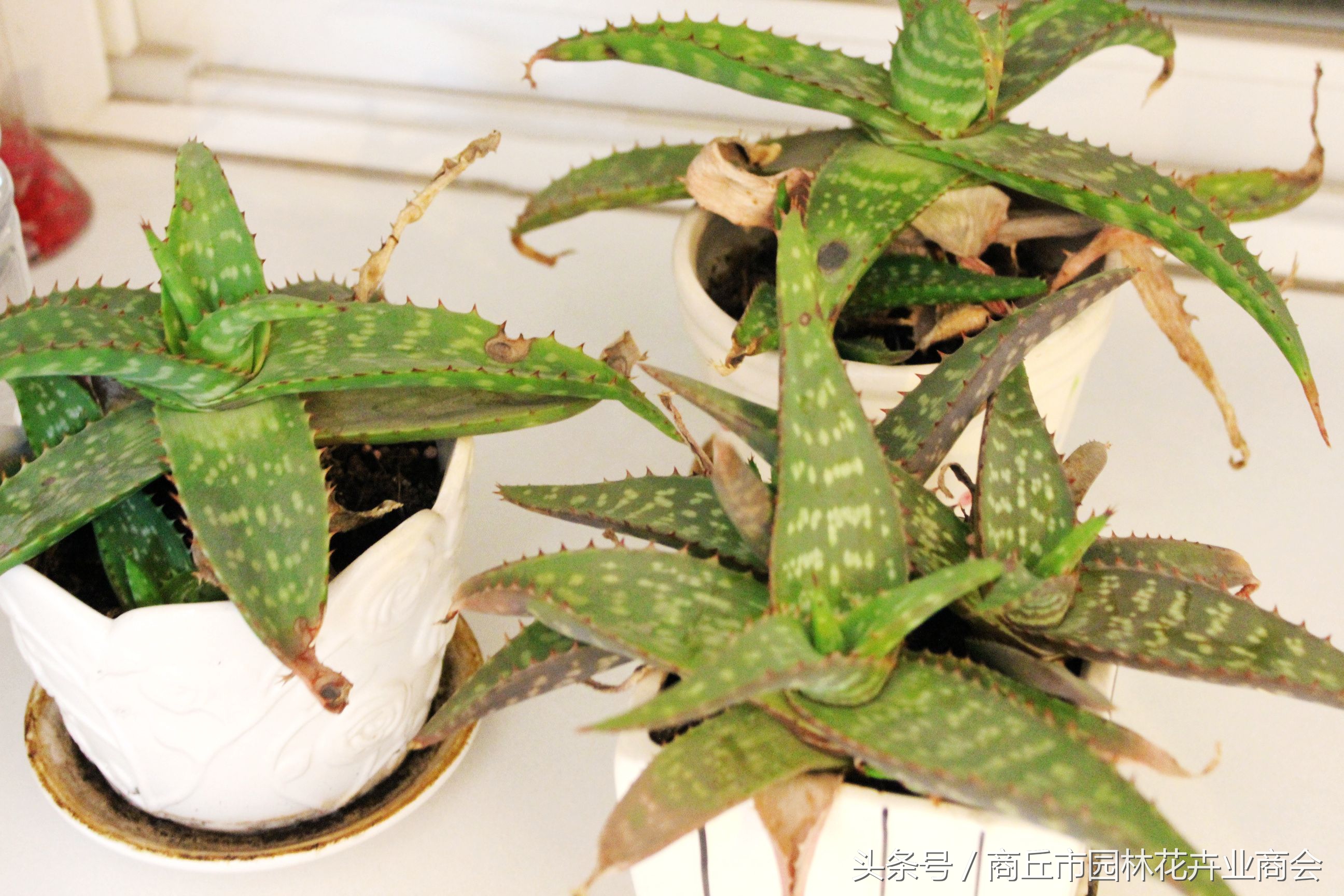 芦荟要怎么养才不会出现黑斑,芦荟有点枯萎怎么救