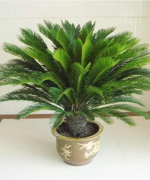 铁树叶子怎么养才能发绿,怎样养铁树叶片多