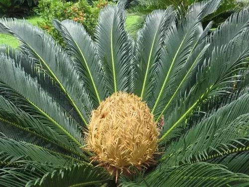 铁树叶子怎么养才能发绿,怎样养铁树叶片多