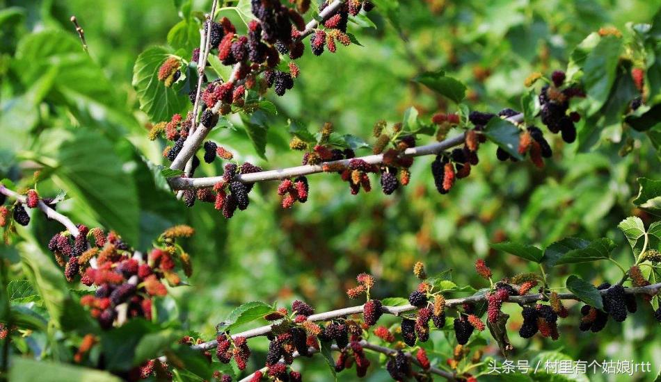 吃桑葚的正确方式,吃桑葚方法