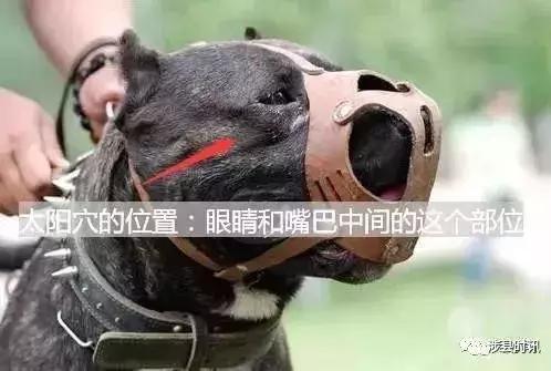 遇到恶犬打哪里,路遇恶犬怎么治